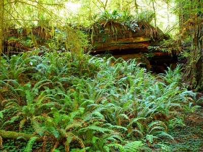 [A fallen tree has its top completely covered with ferns. In front of this log are a multitude of ferns so thick you'd have to walk on at least some of them to reach the log.]